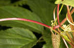 Fringed black bindweed